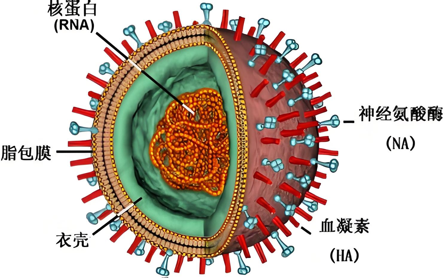 禽類(lèi)動(dòng)物疫病檢測(cè)系列