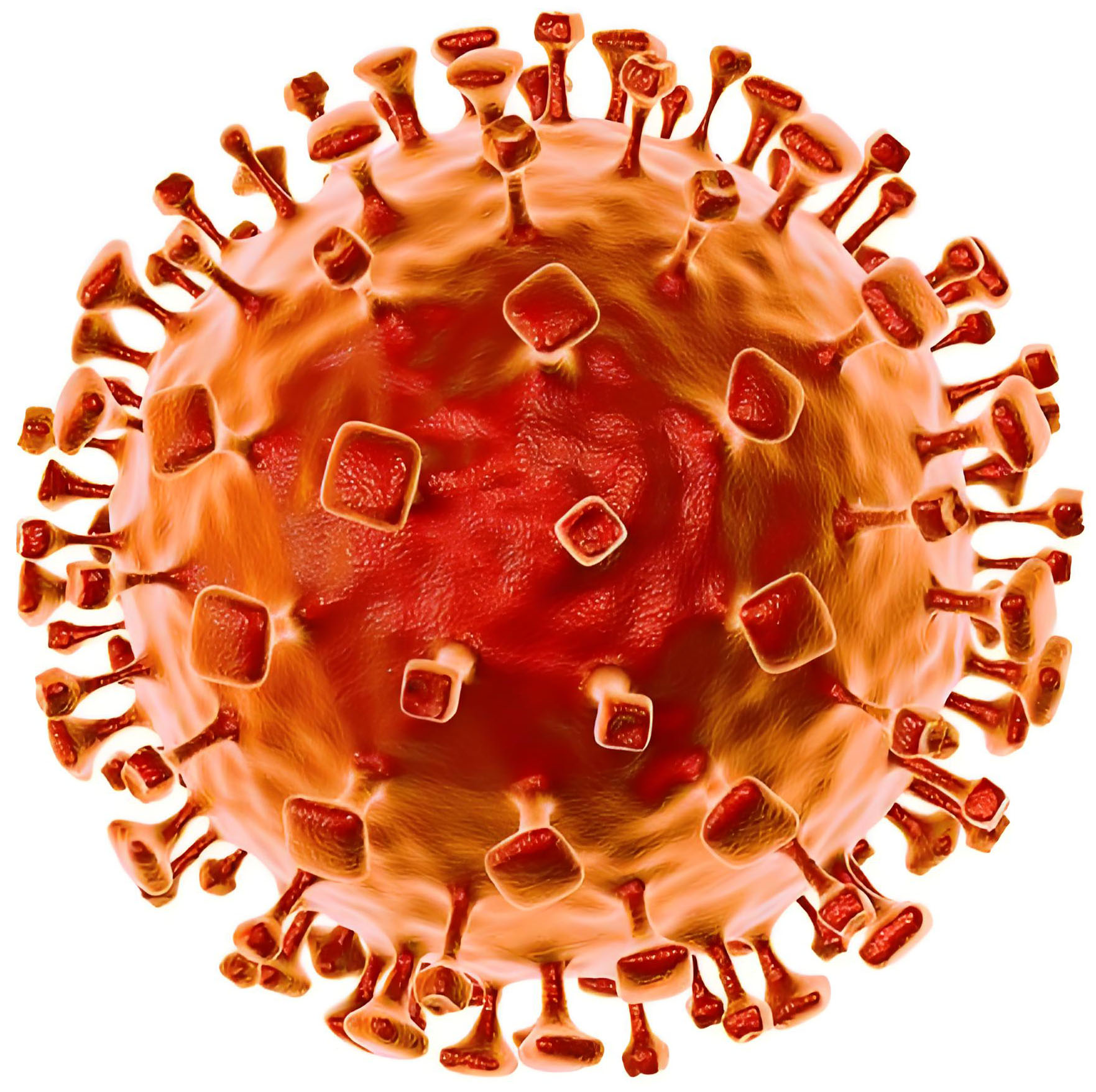 尼帕病毒核酸檢測試劑盒（PCR-熒光探針法）